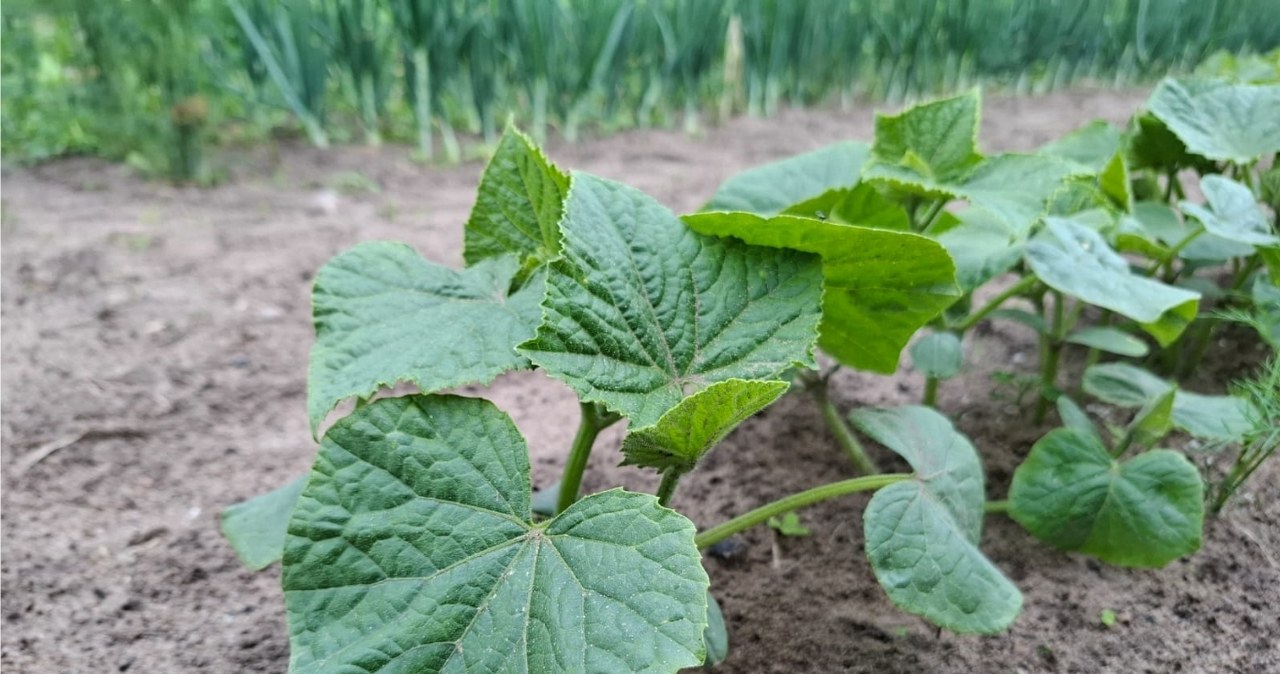 Birželį agurkai ima geltonuoti? Šis purškimas su Epsom druska gali išgelbėti derlių