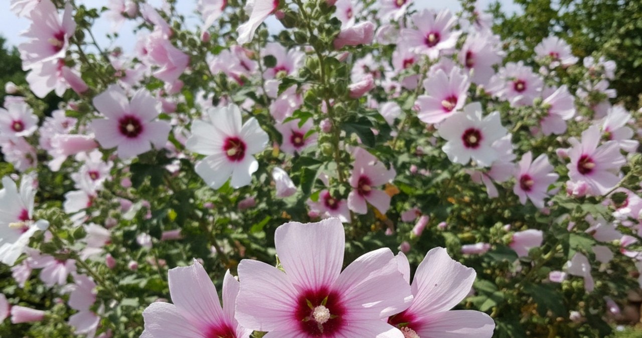 5 klaidos, dėl kurių hibiskas meta pumpurus: ką padaryti birželio pabaigoje, kad žydėtų iki rudens