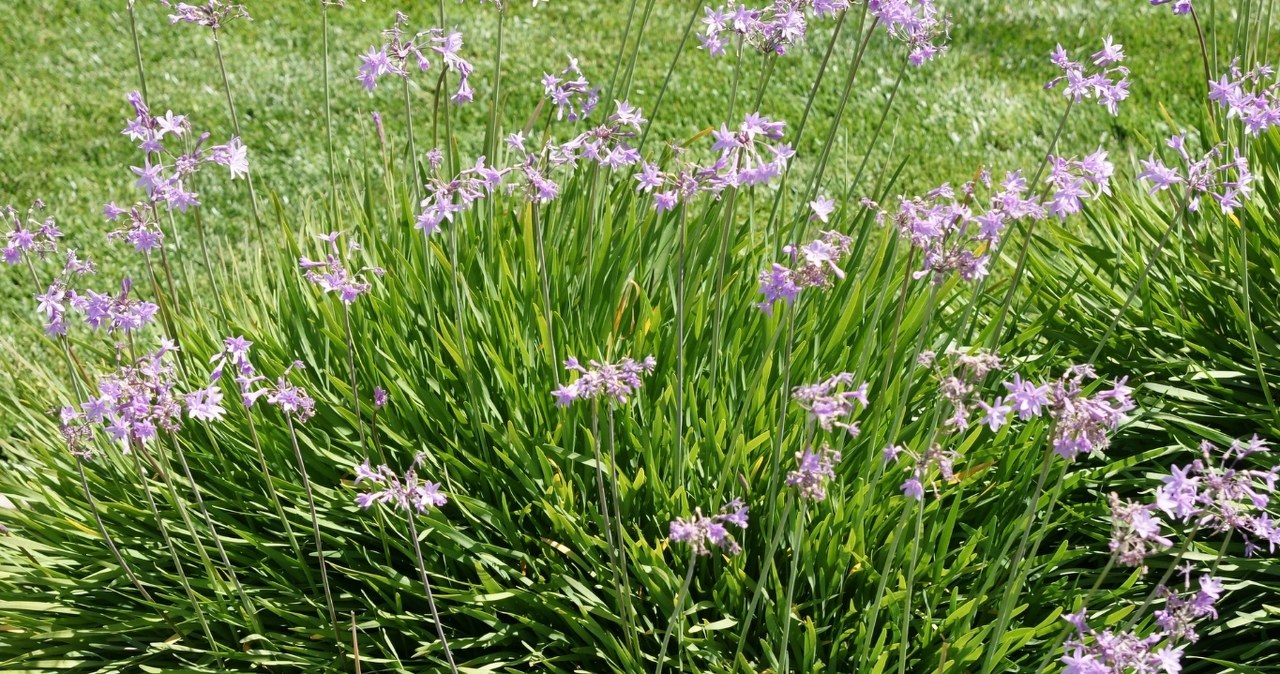 Pasodinkite šalia namo ir kurmiai pasitrauks: violetinė tulbagija stebina paprastumu