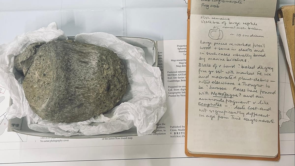 Antarktidoje patvirtinta pirmoji dinozauro fosilija: radinys dulkėjo kolekcijoje beveik 40 metų