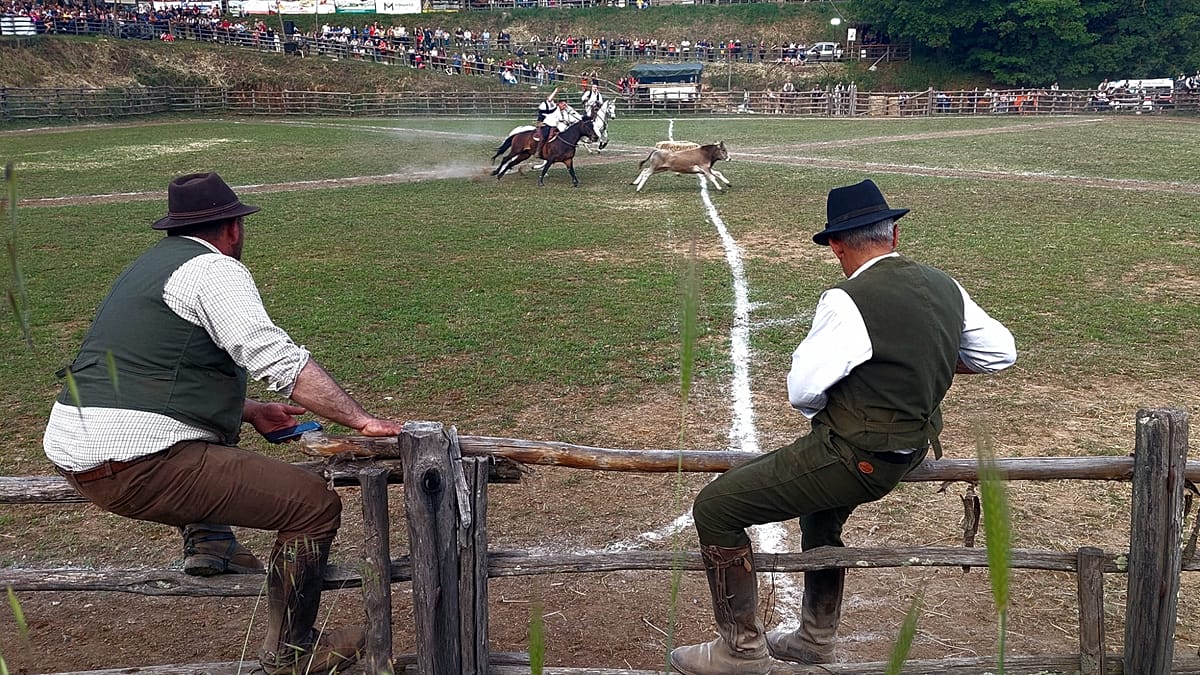 Lacijaus maremų butteri: kaip italų kaubojų tradicija Canale Monterano prisitaiko prie pokyčių