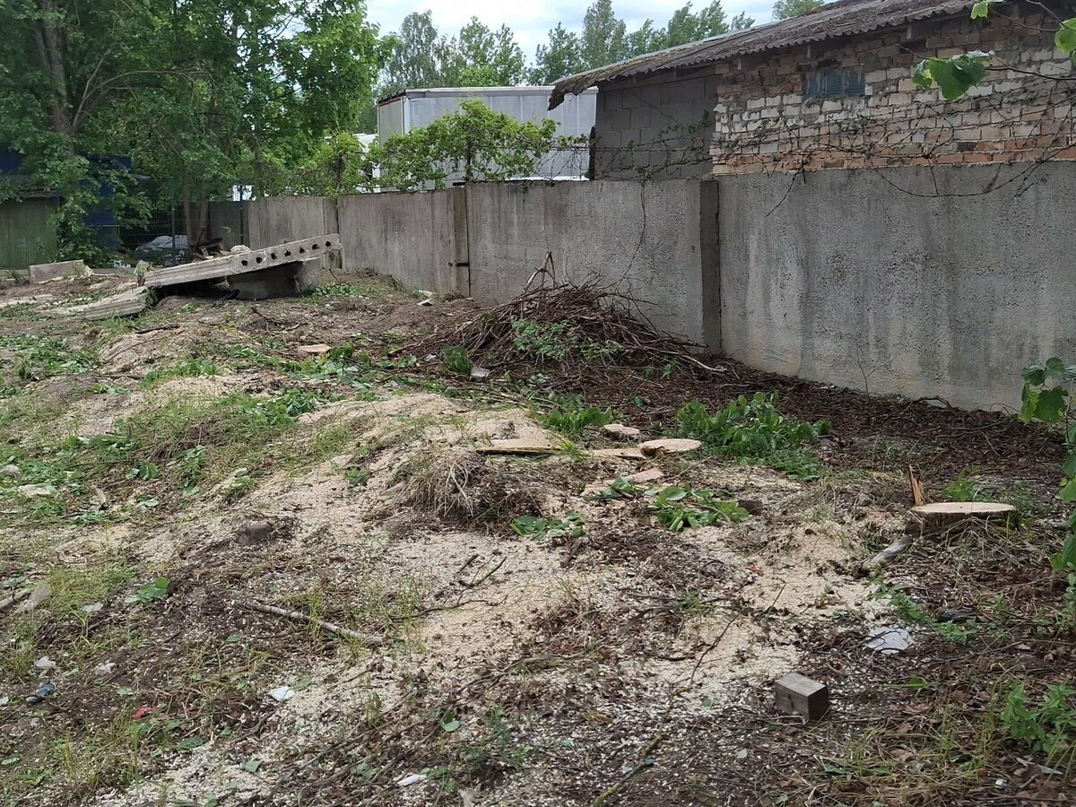 Skaidiškėse fiksuotas medžių kirtimas: savivaldybė leidimo neišdavė, tyrimą pradėjo AAD