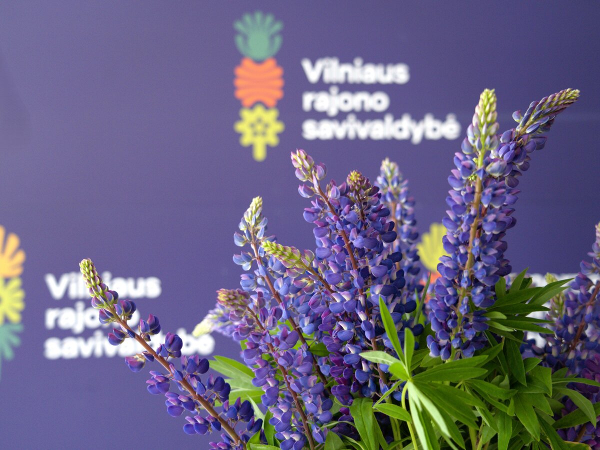 Vilniaus rajono kvietimas skinti lubinus: gražios puokštės idėja, kuri realiai stabdo invaziją