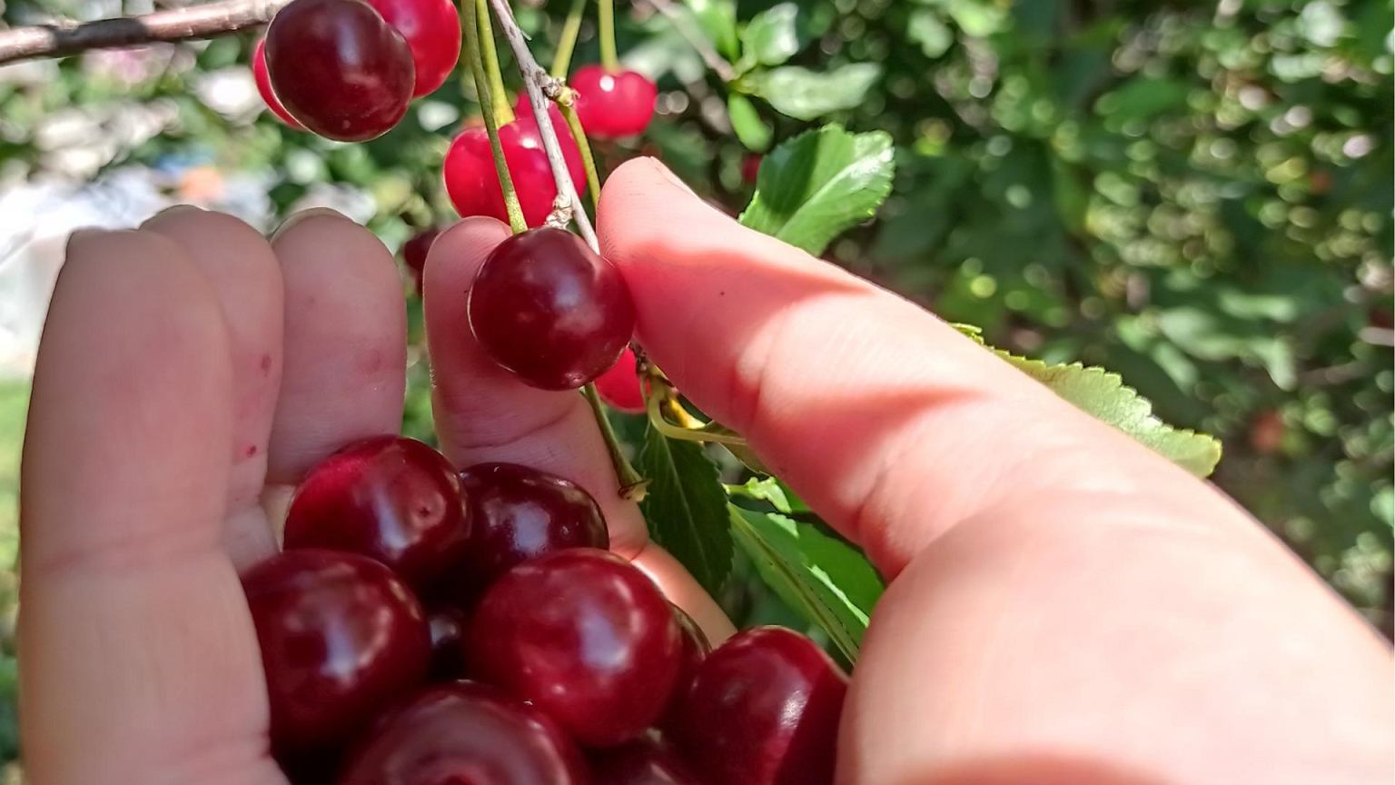 Ta viena procedūra išaugina dideles ir saldžias trešnes – svarbiau už trąšas