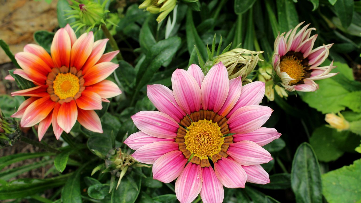Ši gėlė išstumia pelargonijas iš balkonų: karščio ir sausros nebijo, o žydi iki rudens
