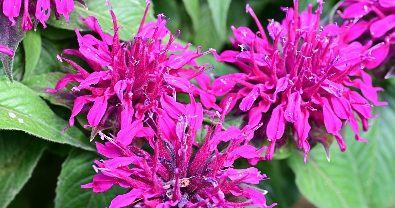 Šie spalvoti „pomponai“ žydi iki rudens: monarda ištveria kaitrą ir vilioja bites
