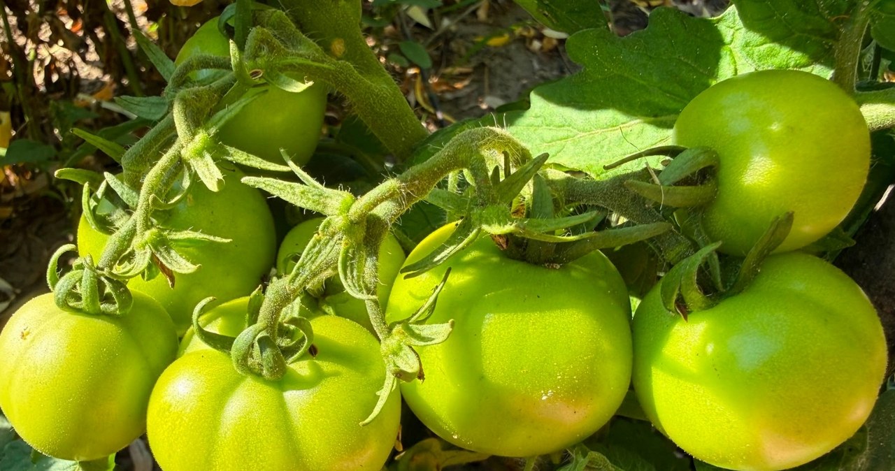 Pomidorų sezonas dar nesibaigė: šie veiksmai gali pratęsti derlių iki 6 savaičių