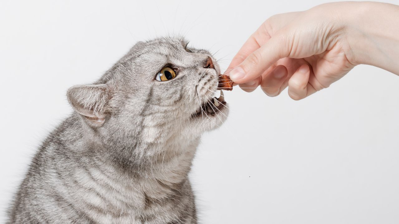 Naminis skanėstas katei per kelias minutes: veterinarų patarimai, ko vengti dėl nutukimo