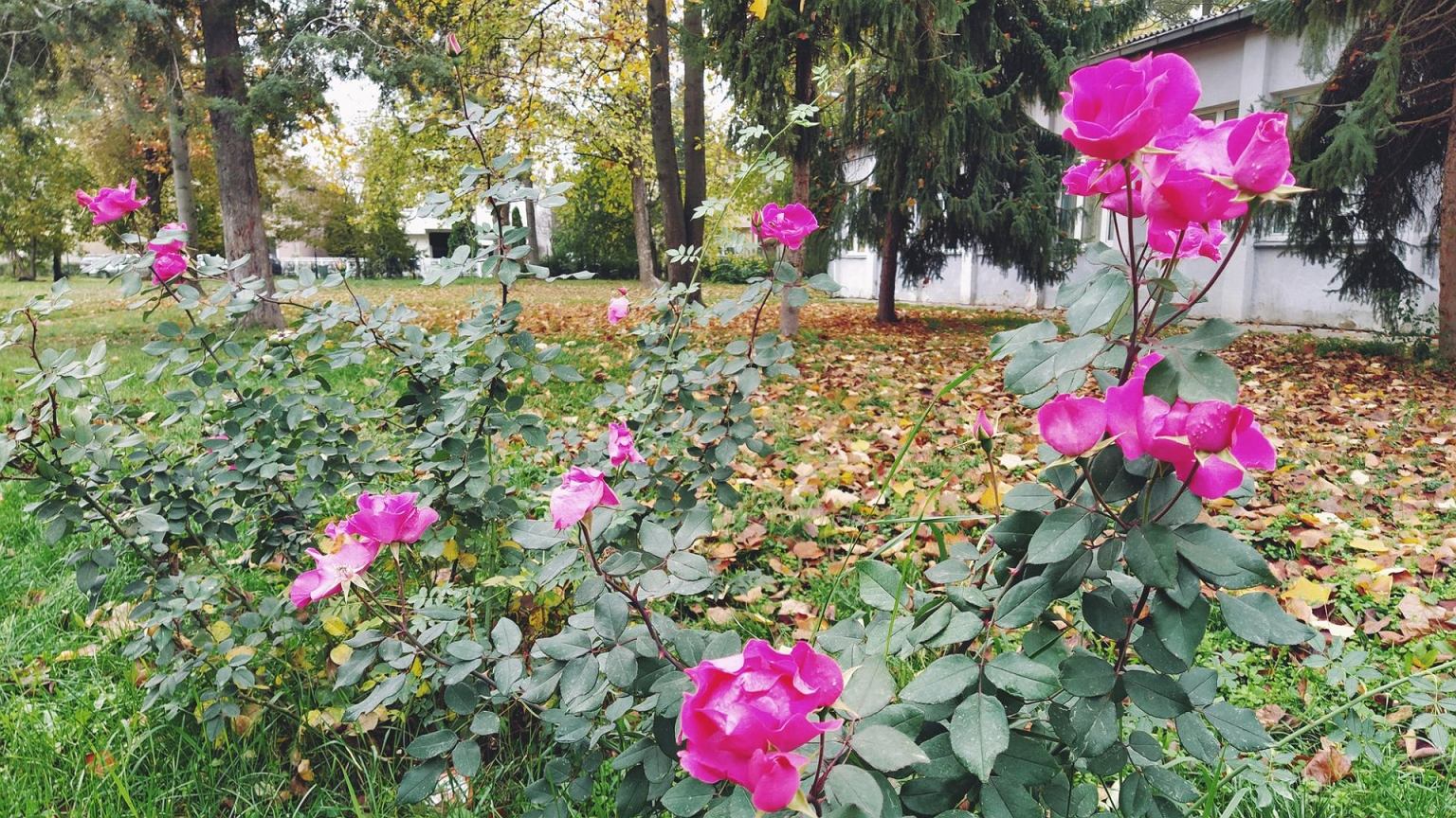 Rožės rugsėjį klysti neleidžia: šios 4 klaidos jas pražudo iki šalčių, štai ką daryti